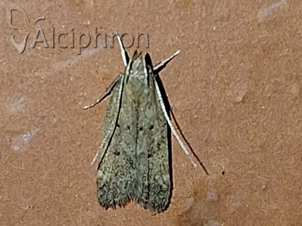 Helcystogramma lutatella