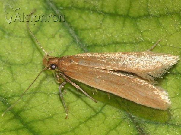 Helcystogramma rufescens
