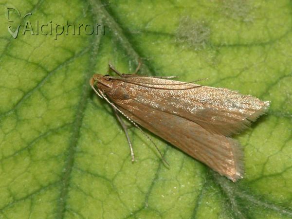 Helcystogramma rufescens
