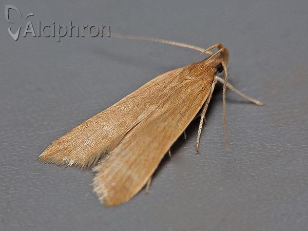 Helcystogramma rufescens