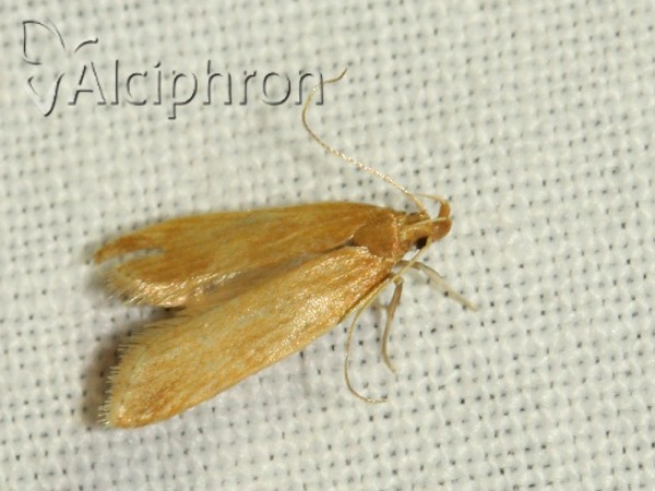 Helcystogramma rufescens