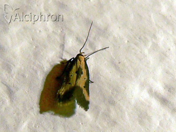 Brachmia dimidiella