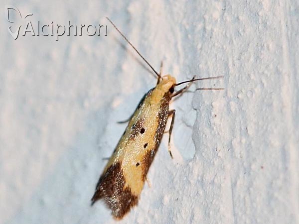 Brachmia dimidiella