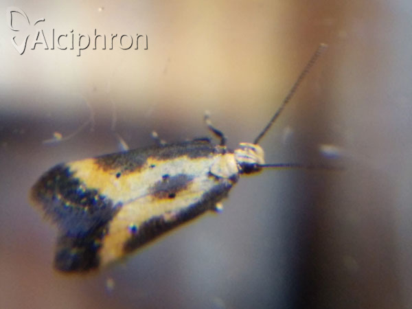 Brachmia dimidiella