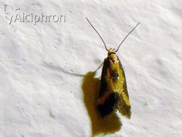 Brachmia dimidiella