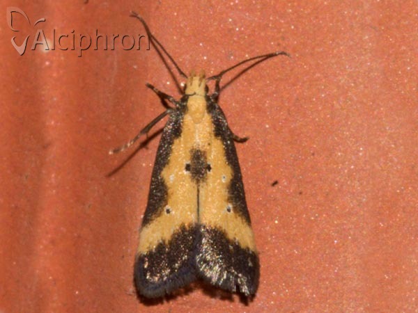 Brachmia dimidiella