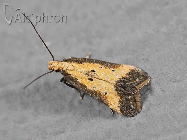 Brachmia dimidiella