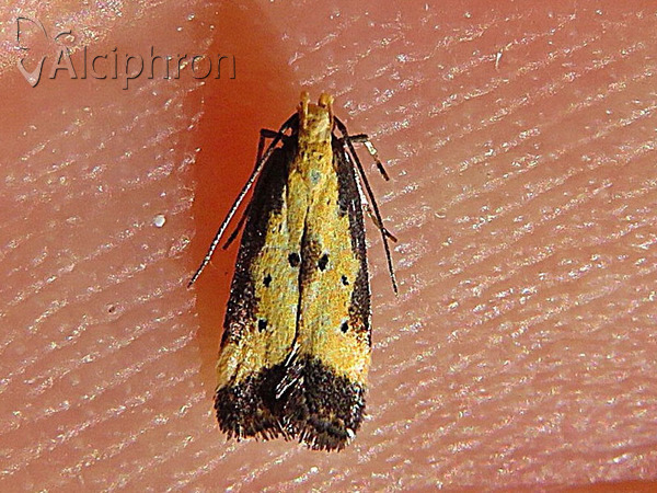 Brachmia dimidiella