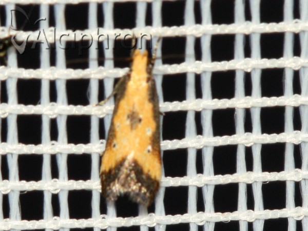 Brachmia dimidiella