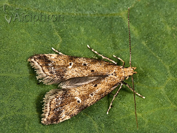 Brachmia blandella