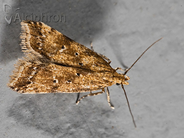 Brachmia blandella