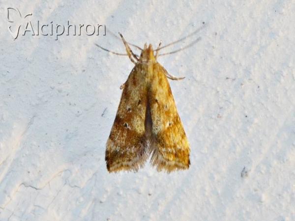 Brachmia blandella
