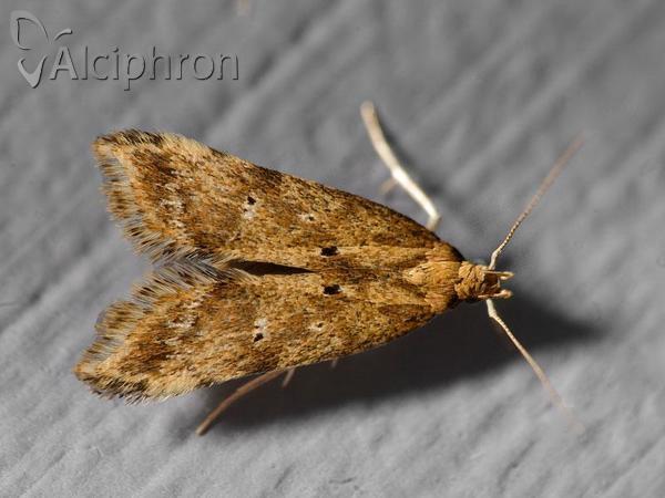 Brachmia blandella
