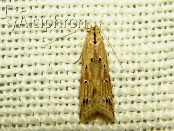 Brachmia inornatella