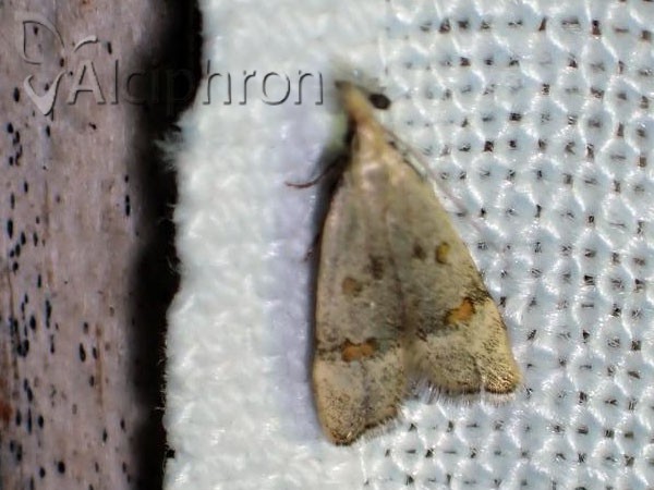 Anasphaltis renigerellus