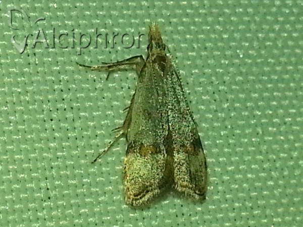 Anasphaltis renigerellus