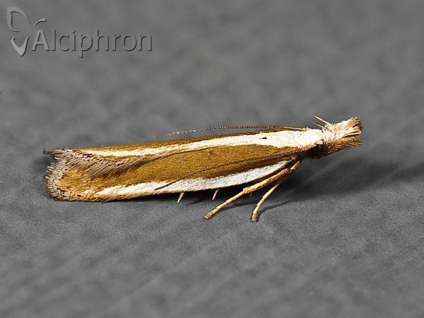 Dichomeris marginella