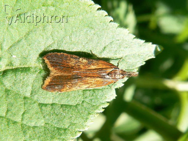 Dichomeris ustalella