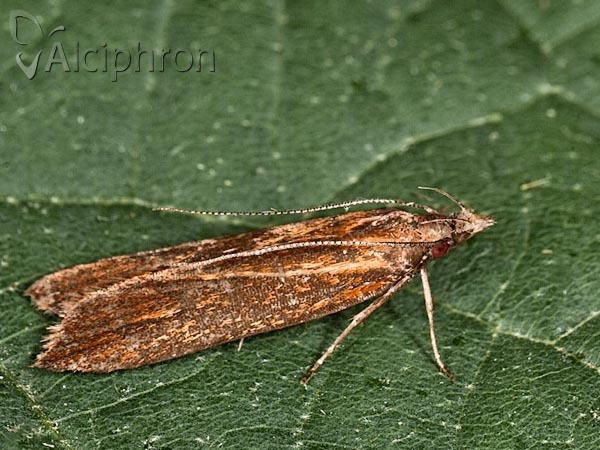 Dichomeris ustalella