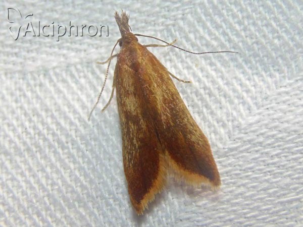 Dichomeris ustalella