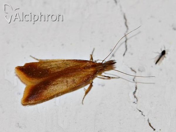 Dichomeris ustalella