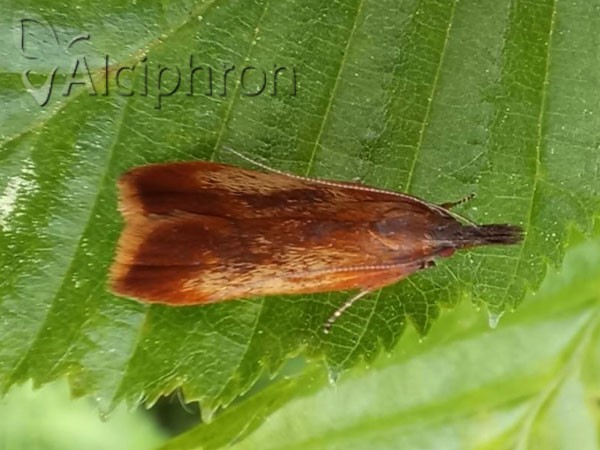 Dichomeris ustalella
