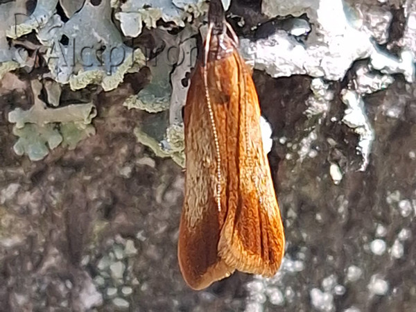Dichomeris ustalella