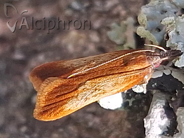 Dichomeris ustalella
