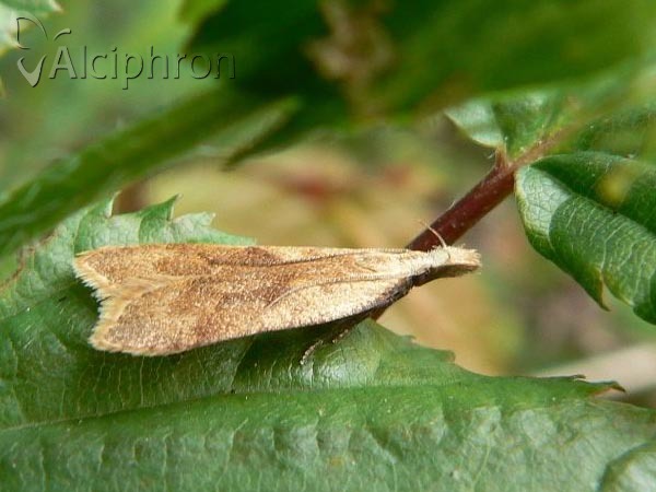 Dichomeris derasella