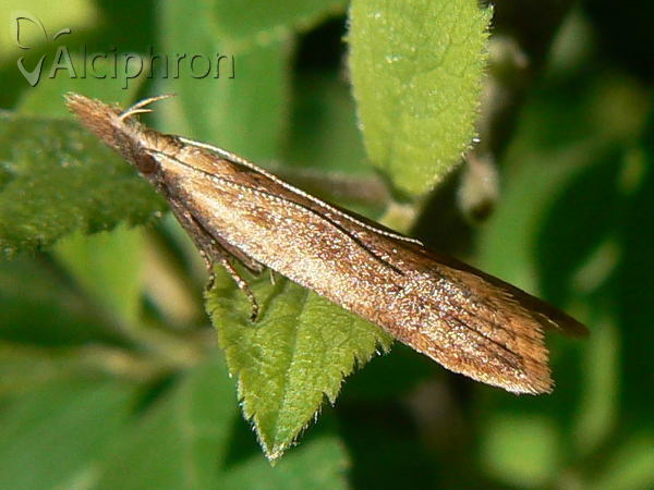Dichomeris derasella