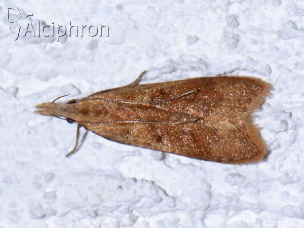 Dichomeris derasella