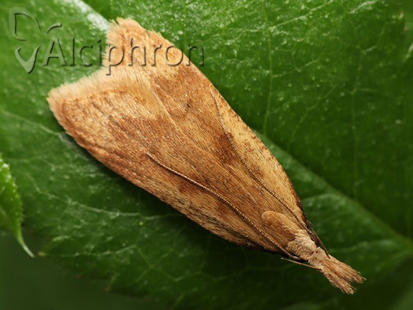 Dichomeris derasella