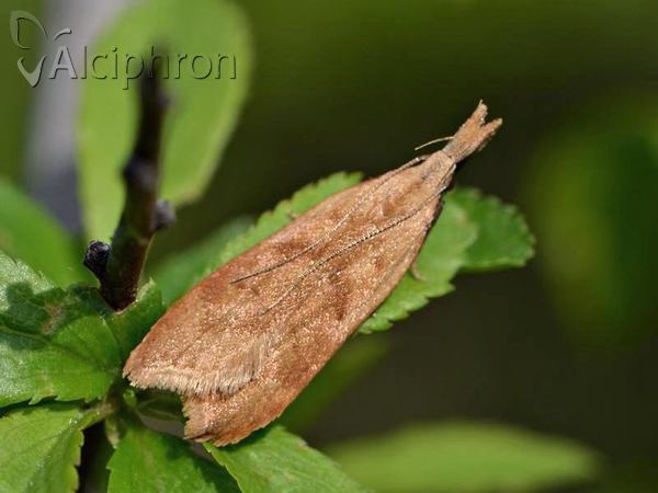 Dichomeris derasella
