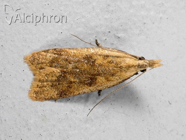 Dichomeris derasella