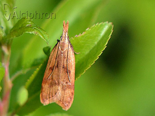 Dichomeris derasella