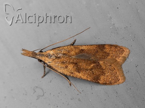 Dichomeris derasella