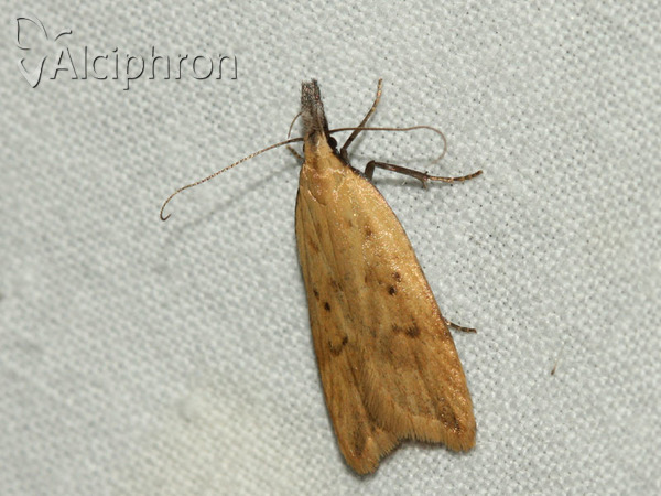 Dichomeris limosellus