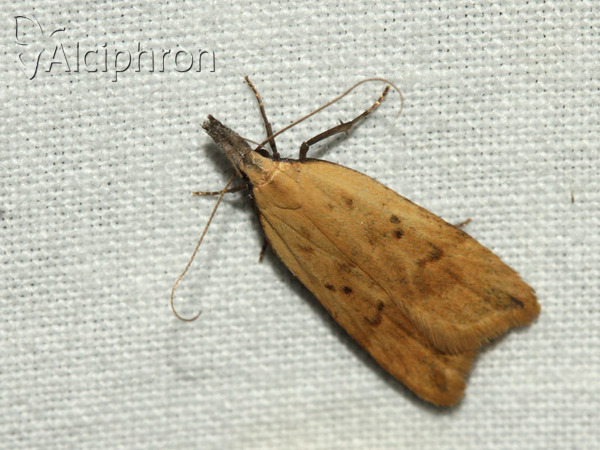 Dichomeris limosellus