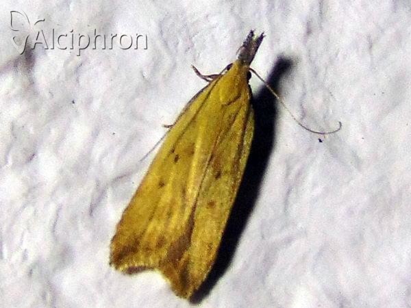 Dichomeris limosellus