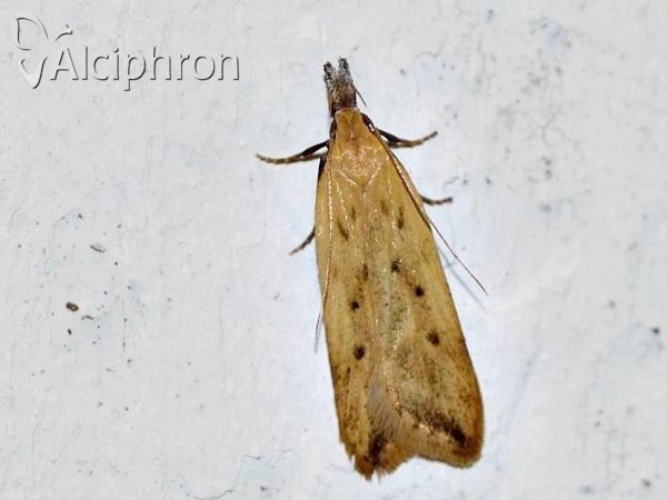 Dichomeris limosellus