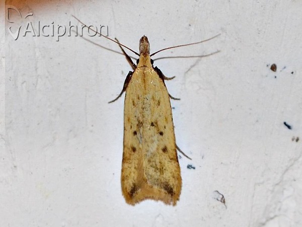 Dichomeris limosellus