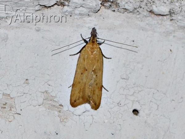 Dichomeris limosellus