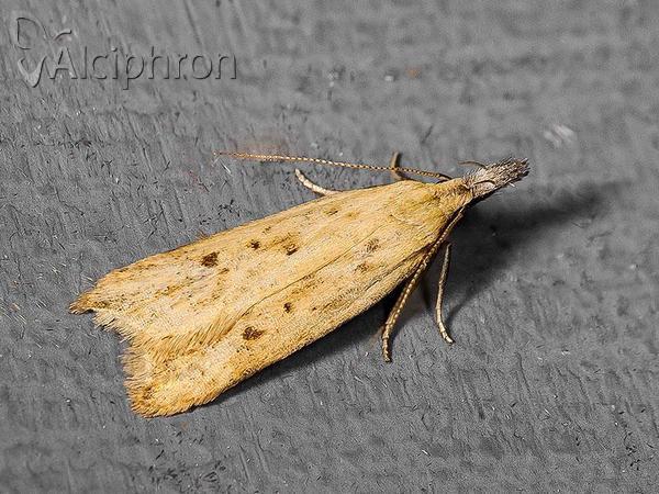 Dichomeris limosellus