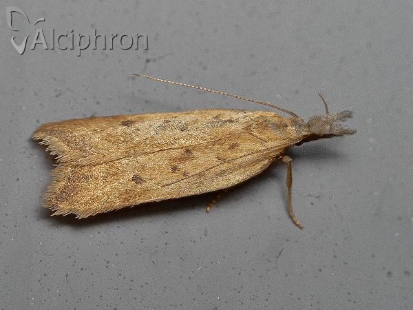 Dichomeris limosellus