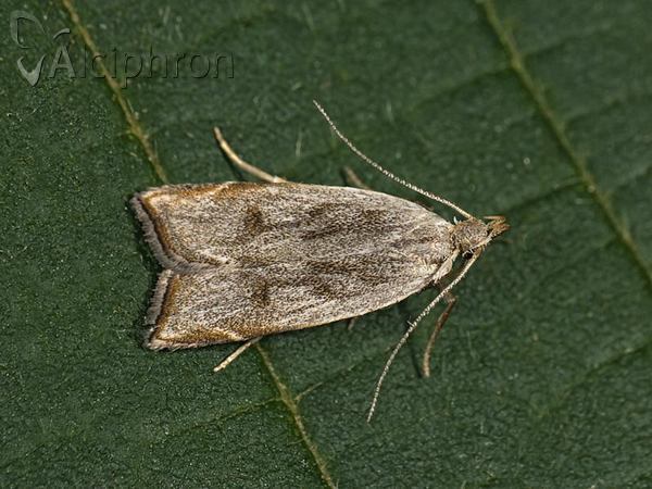 Dichomeris rasilella