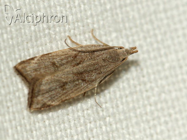Dichomeris rasilella