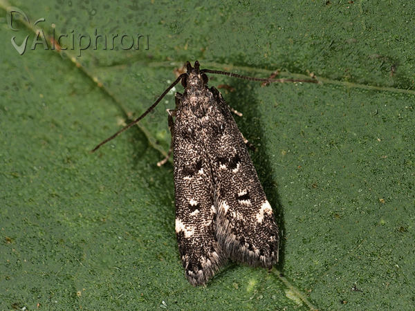 Dichomeris alacella