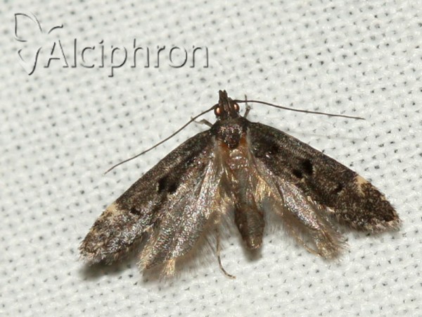 Dichomeris alacella