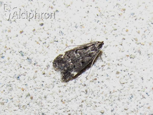 Dichomeris alacella