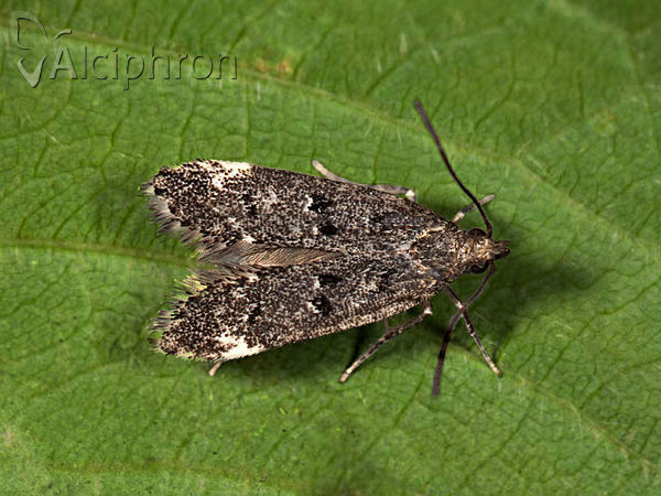 Dichomeris alacella